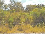Fullerswood, St. Elizabeth, Jamaica - Residential lot for Sale